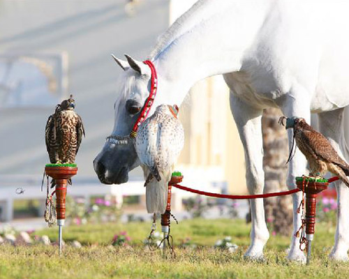 Al Adeed Al Shaqab ( Ansata Halim Shah x Sundar Alisayyah )